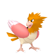 Spearow